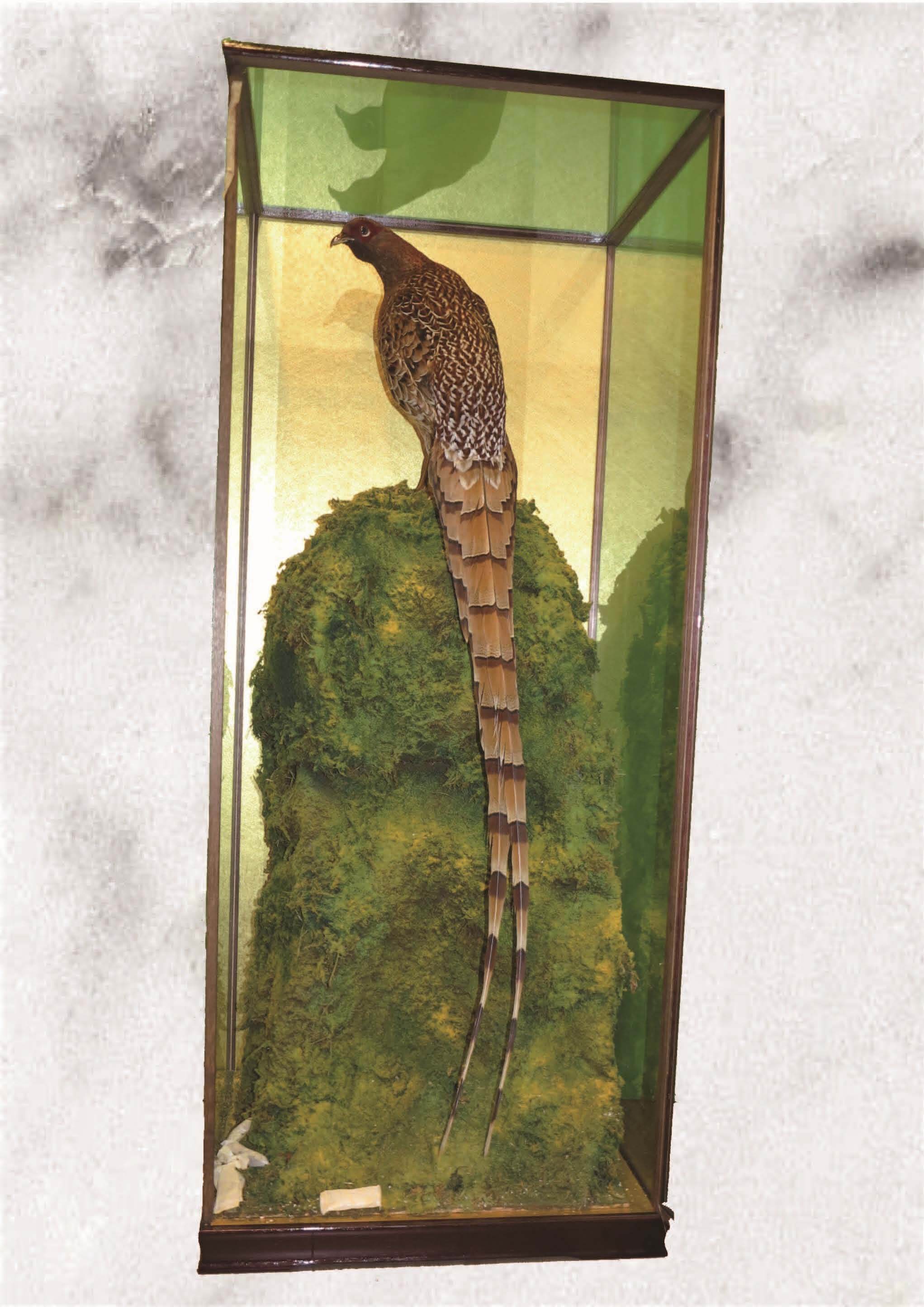 43.ヤマドリの剥製（ケース入り） | JuraTech
