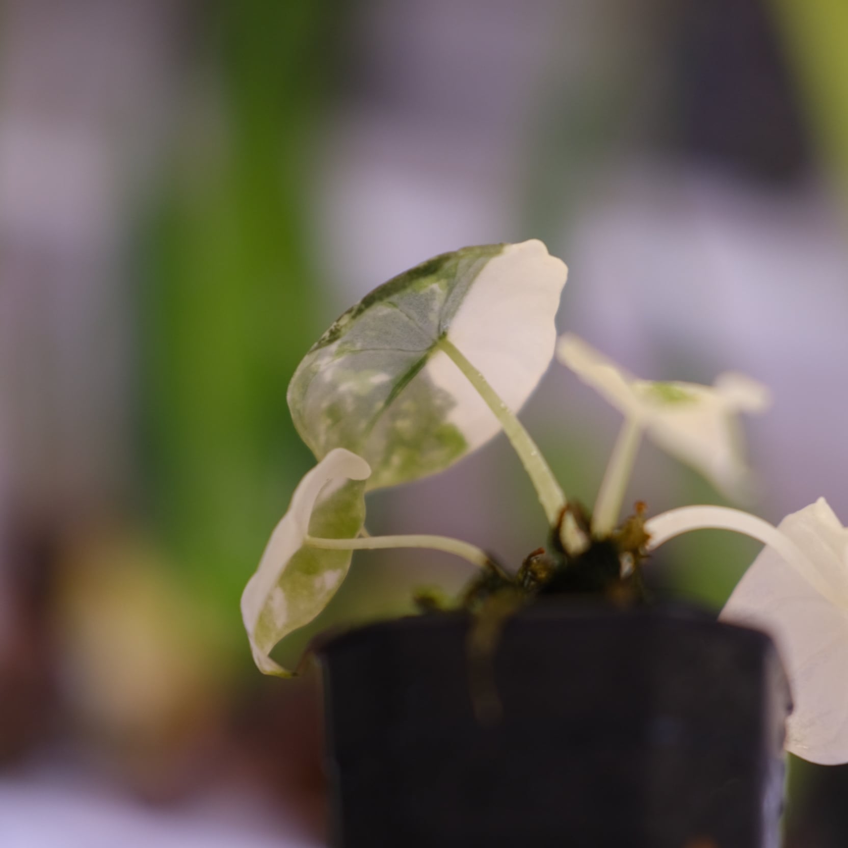アロカシア メロ アルボ│Alocasia melo 'Albo' Var.③│観葉植物