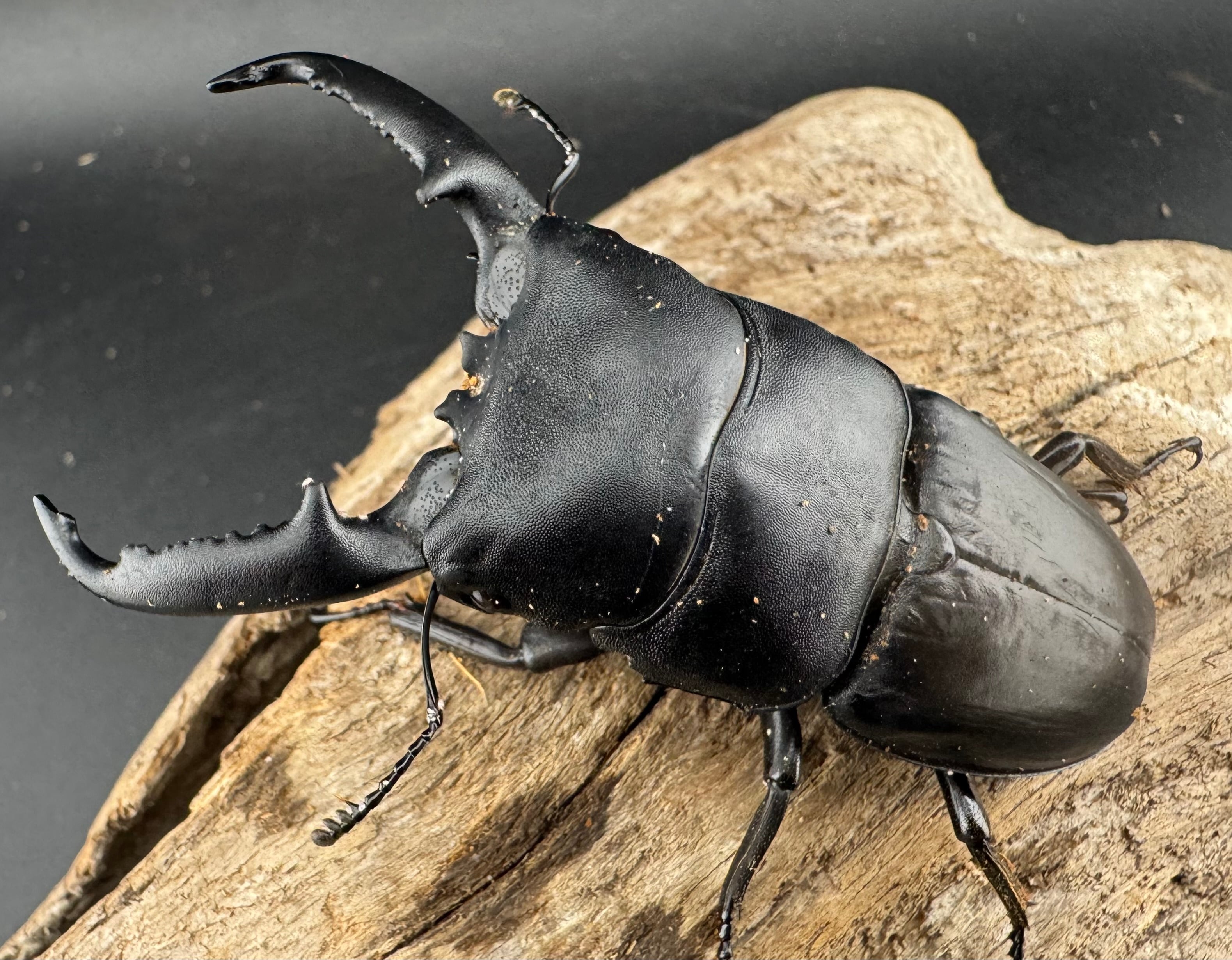 Yahoo!オークション ユダイクスミヤマクワガタ ♂93．3mm単品