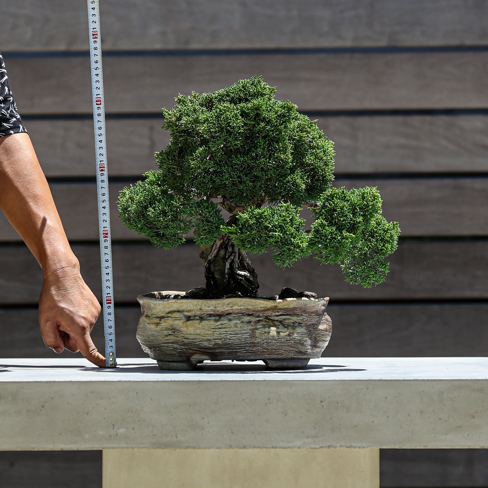 盆栽 真柏 シンパク 石付き | 【公式EC】BONSAI IKUMA