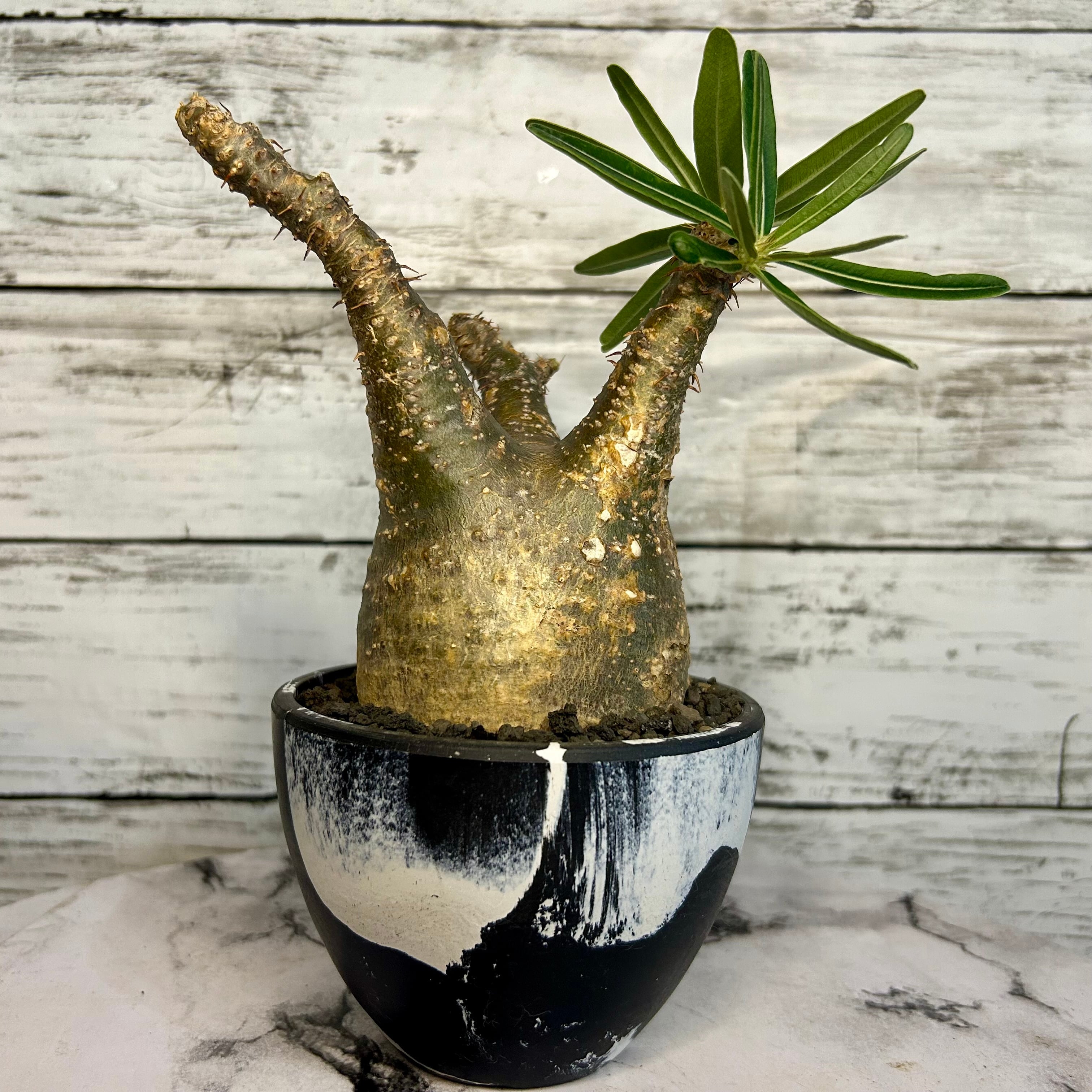 パキポディウム グラキリス 3号 現地球 ベアルート 塊根植物