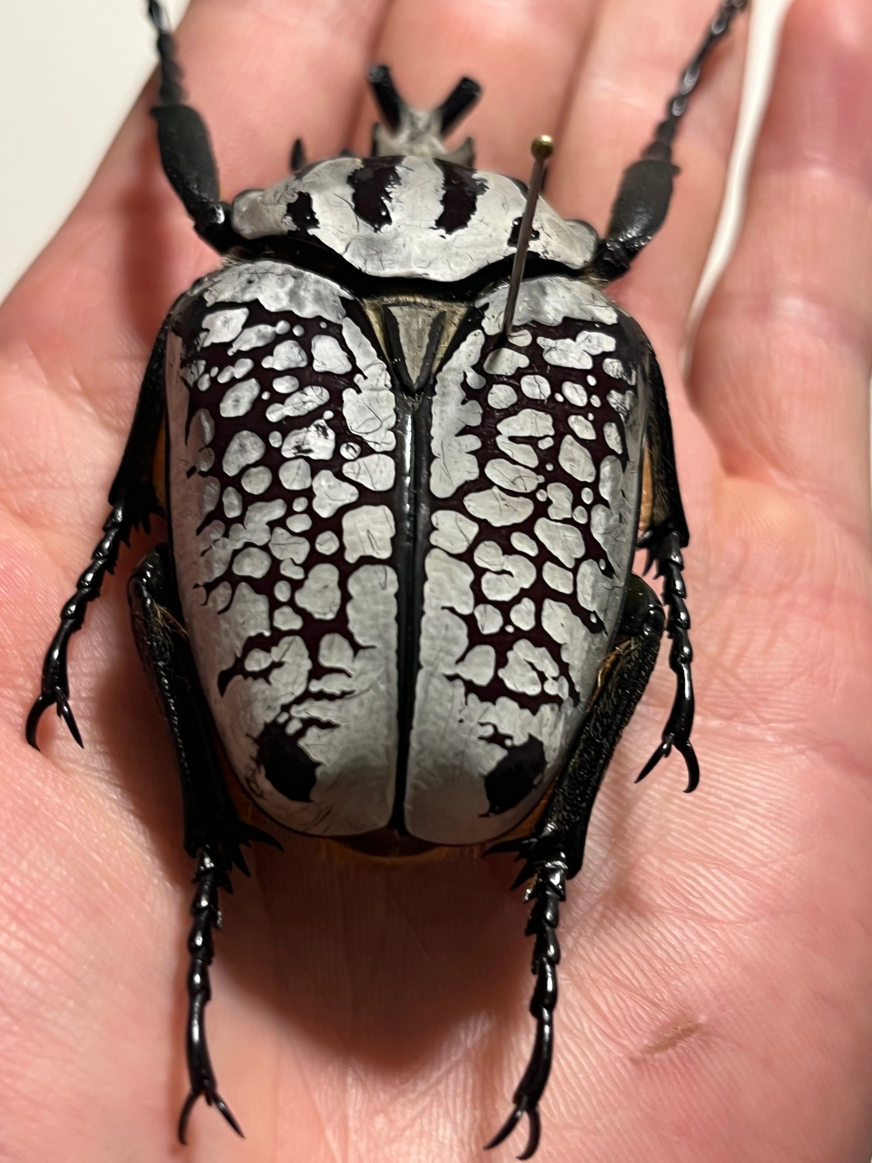 c21c114ad8f32abdd0bd81e457d2a4