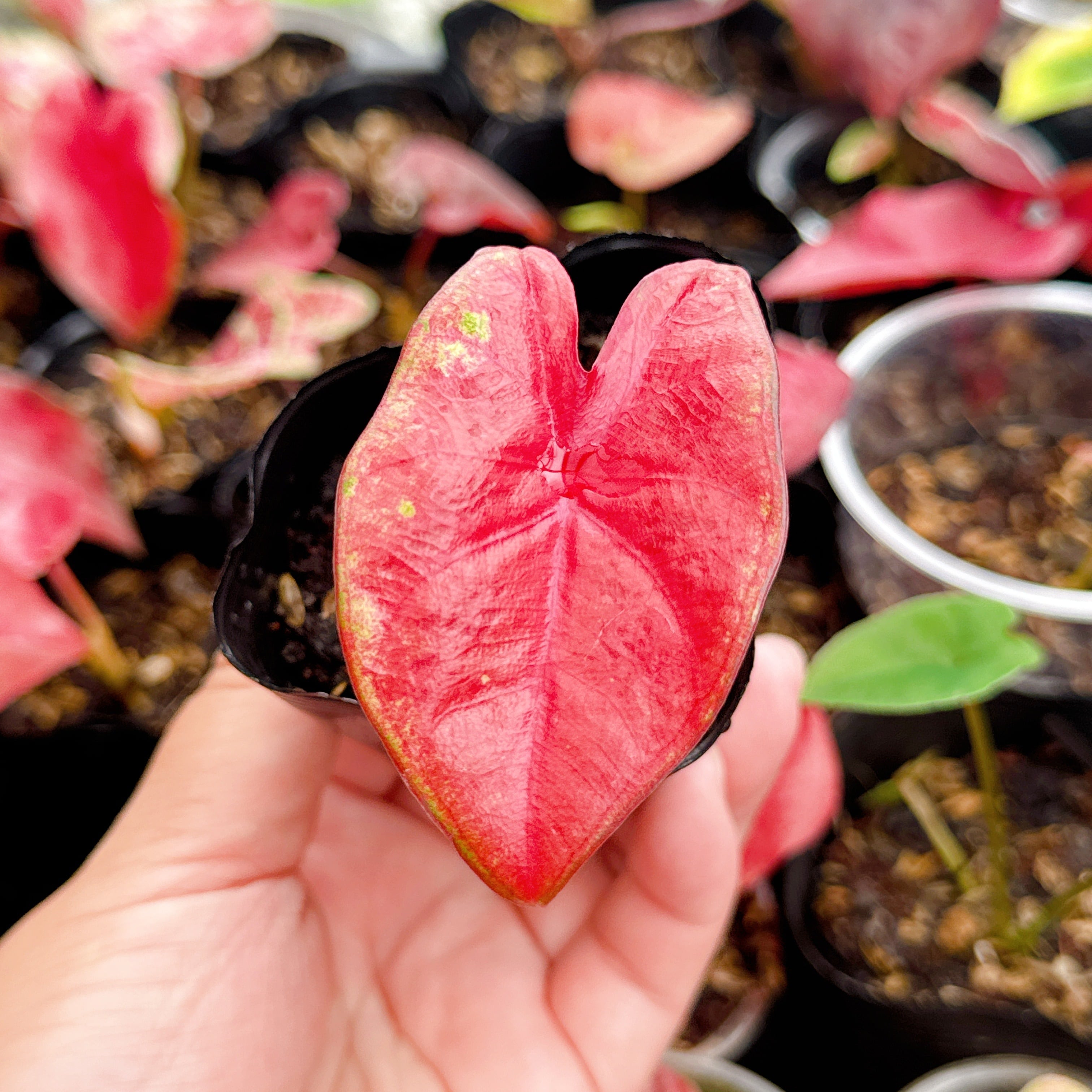 様 選抜株 アロカシア ワトソニアナピンク k*e様 極上 アロカシア