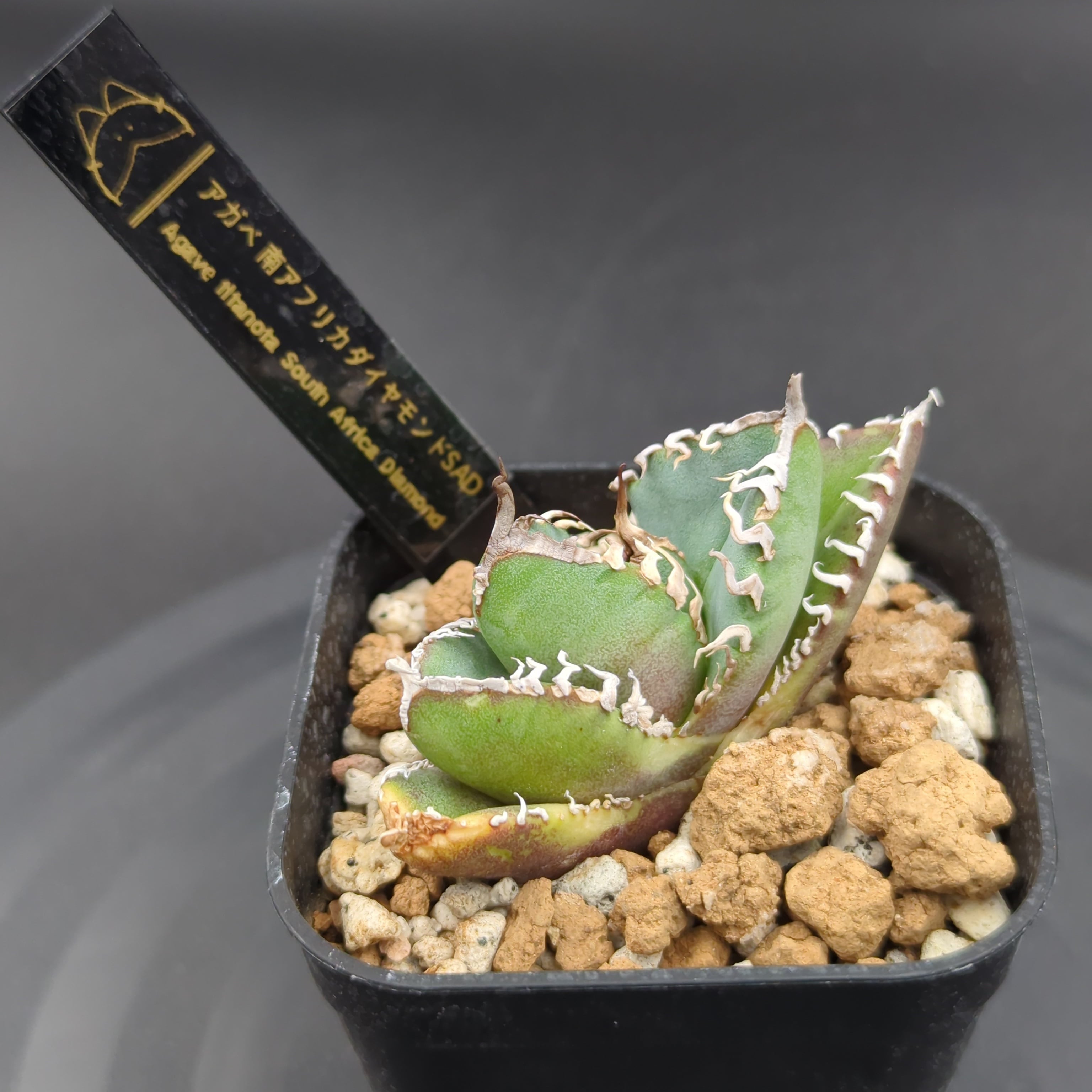 アガベ チタノタ 南アフリカダイヤモンド SAD 子株（Agave titanota