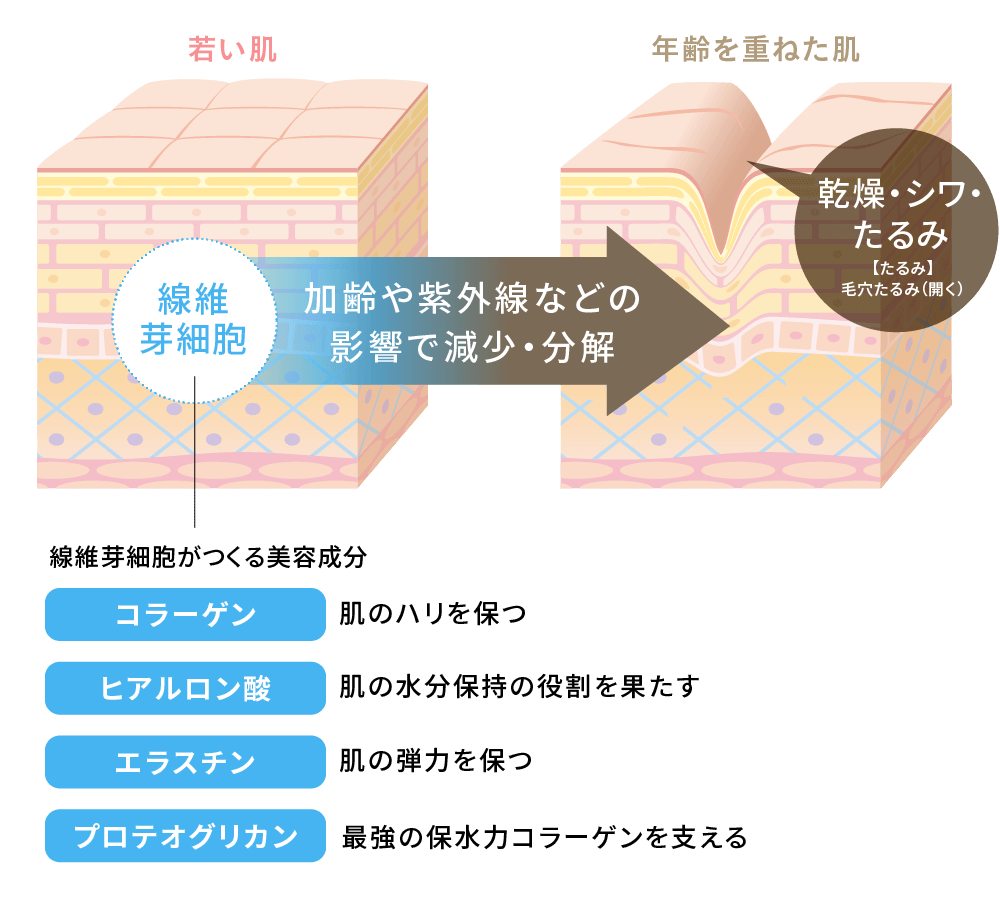 スキンポット サーキュレイトローラー