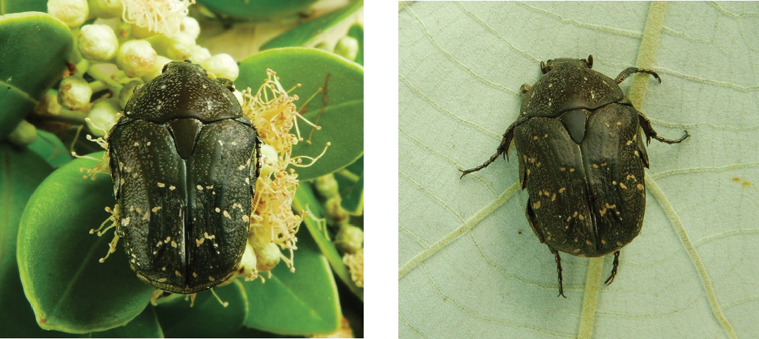 Census of the fruit and flower chafers (Coleoptera, Scarabaeidae