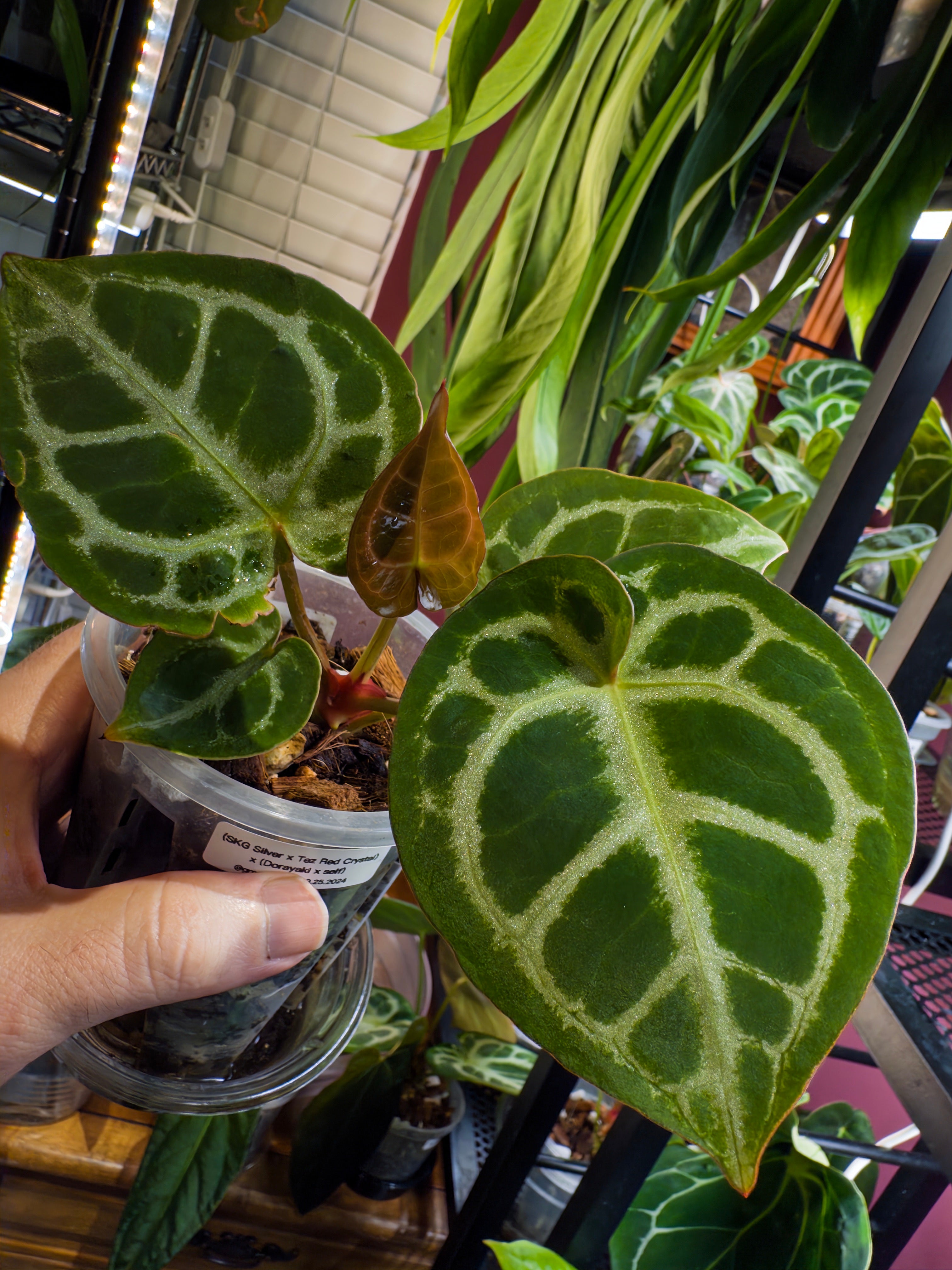 SKG Silver x Tezula Red Crystal) x (Dorayaki x self) - Offset 1