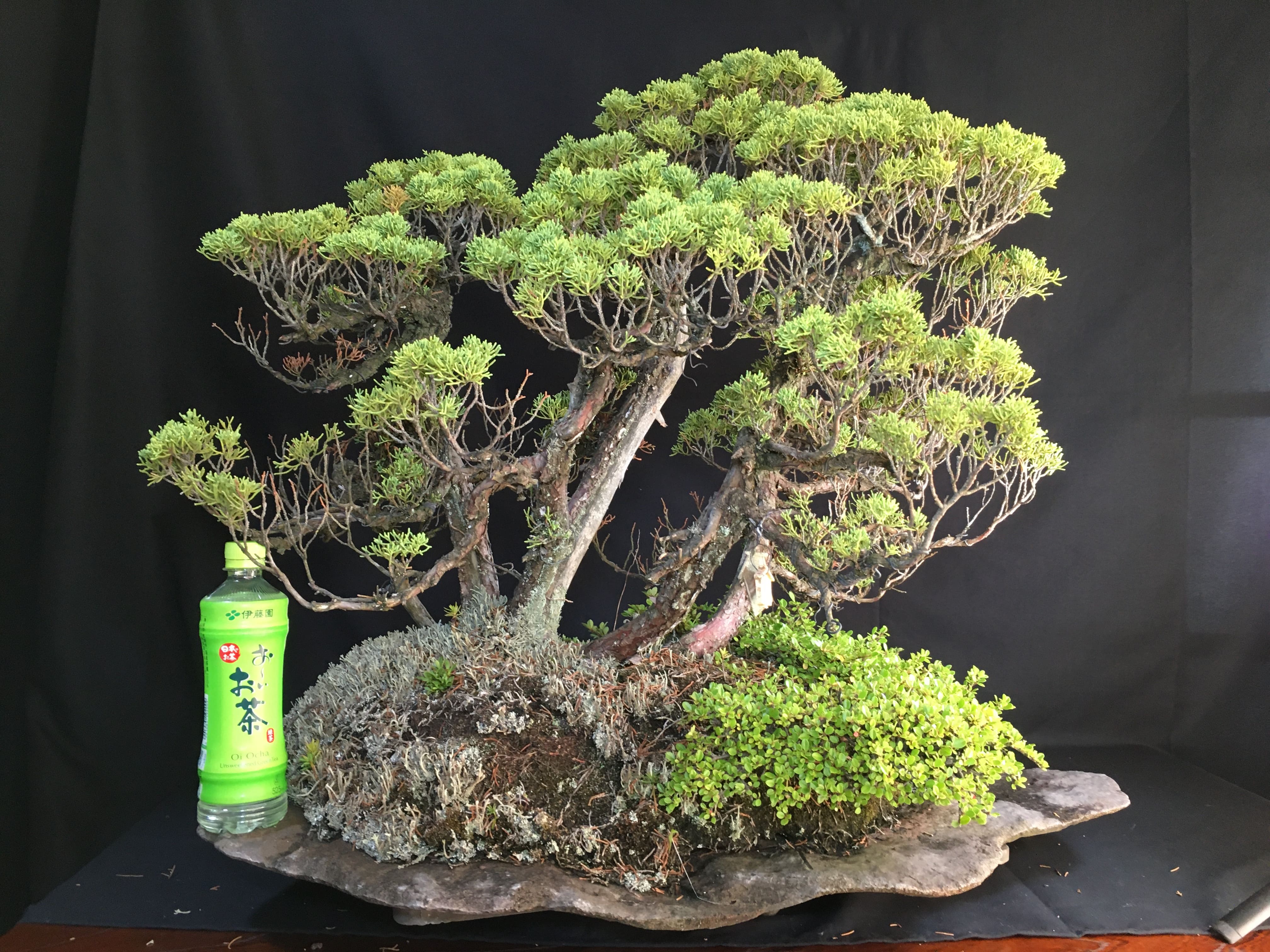 し*ほ様 フォロワー300人記念オークション 真柏 葉性抜群 小品盆栽