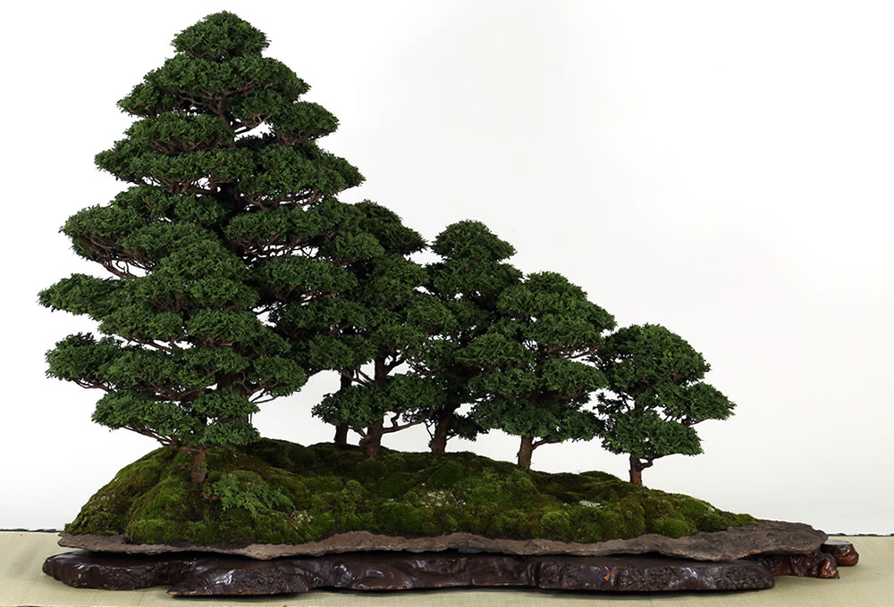 フォトギャラリー | 【公式】一般社団法人 日本盆栽協会