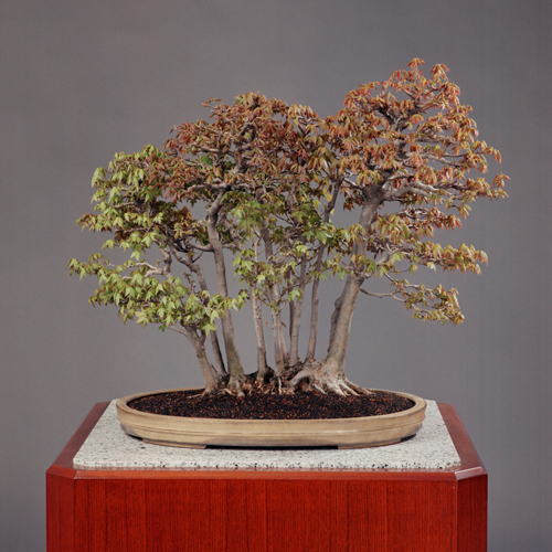 皇居の盆栽 | 2ページ目 (4ページ中) | 盆栽 | 四国新聞社