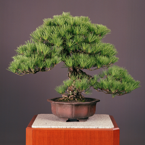 皇居の盆栽 | 盆栽 | 四国新聞社