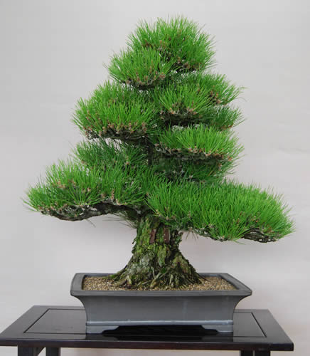 樹形（1）直幹と斜幹 持ち味生かし理想追求 | 盆栽 | 四国新聞社