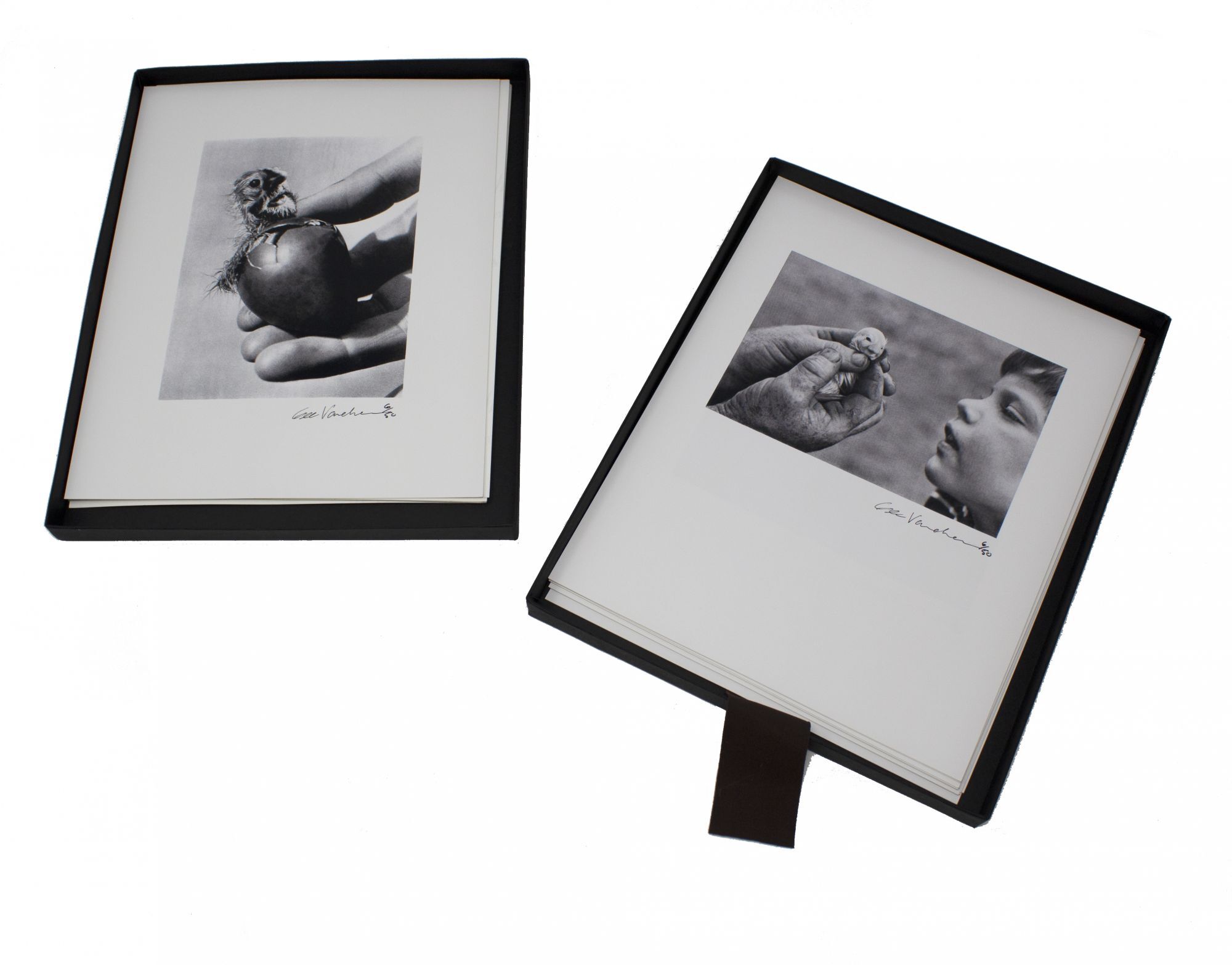 Animal Rites: A pictorial study of relationships Limited Edition