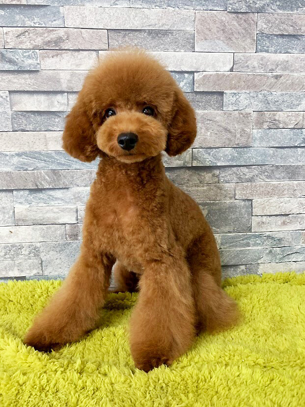 ご家族決定】トイプードル レッド オス | ボブテイルシュウ東京