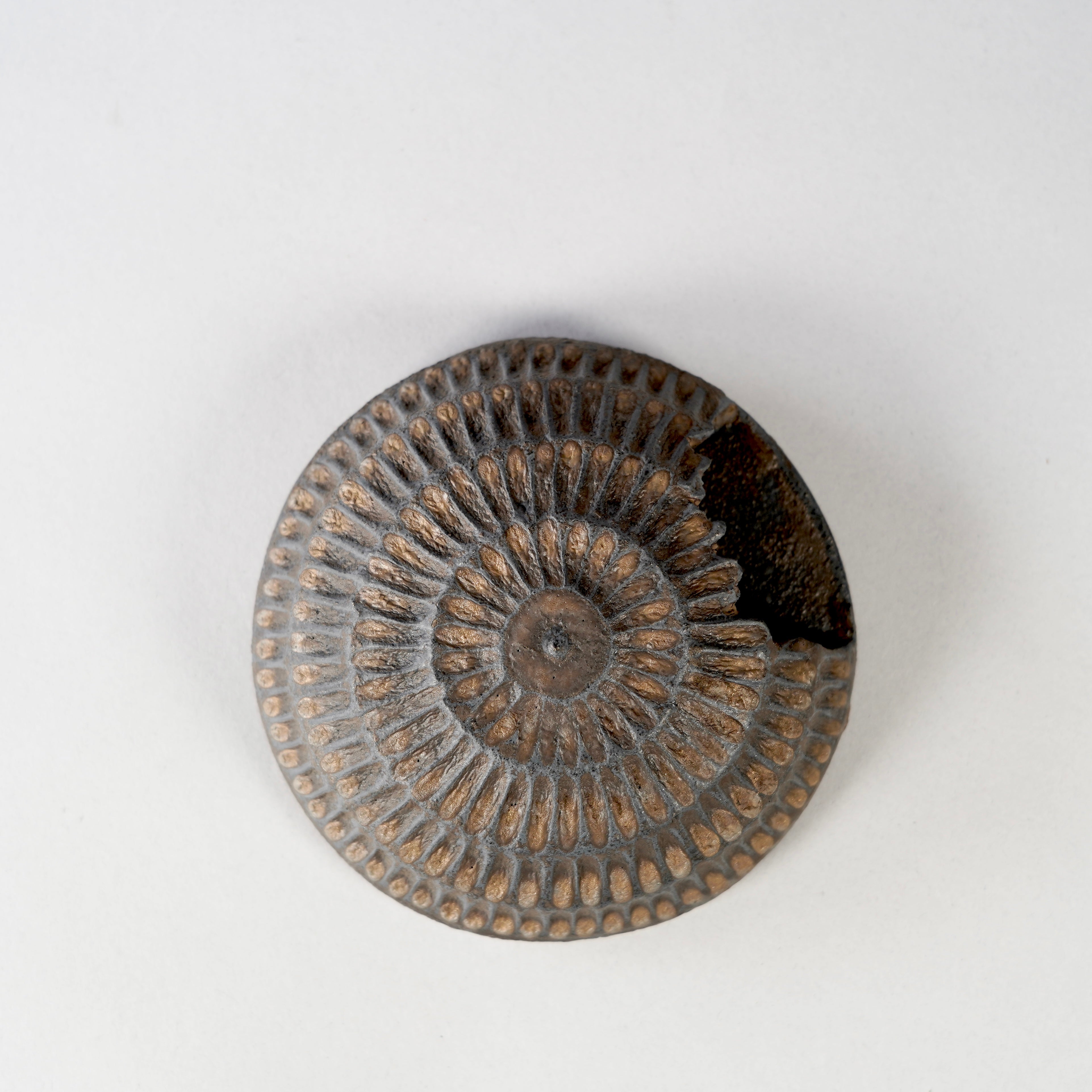 botanize.jp – BOTANIZE