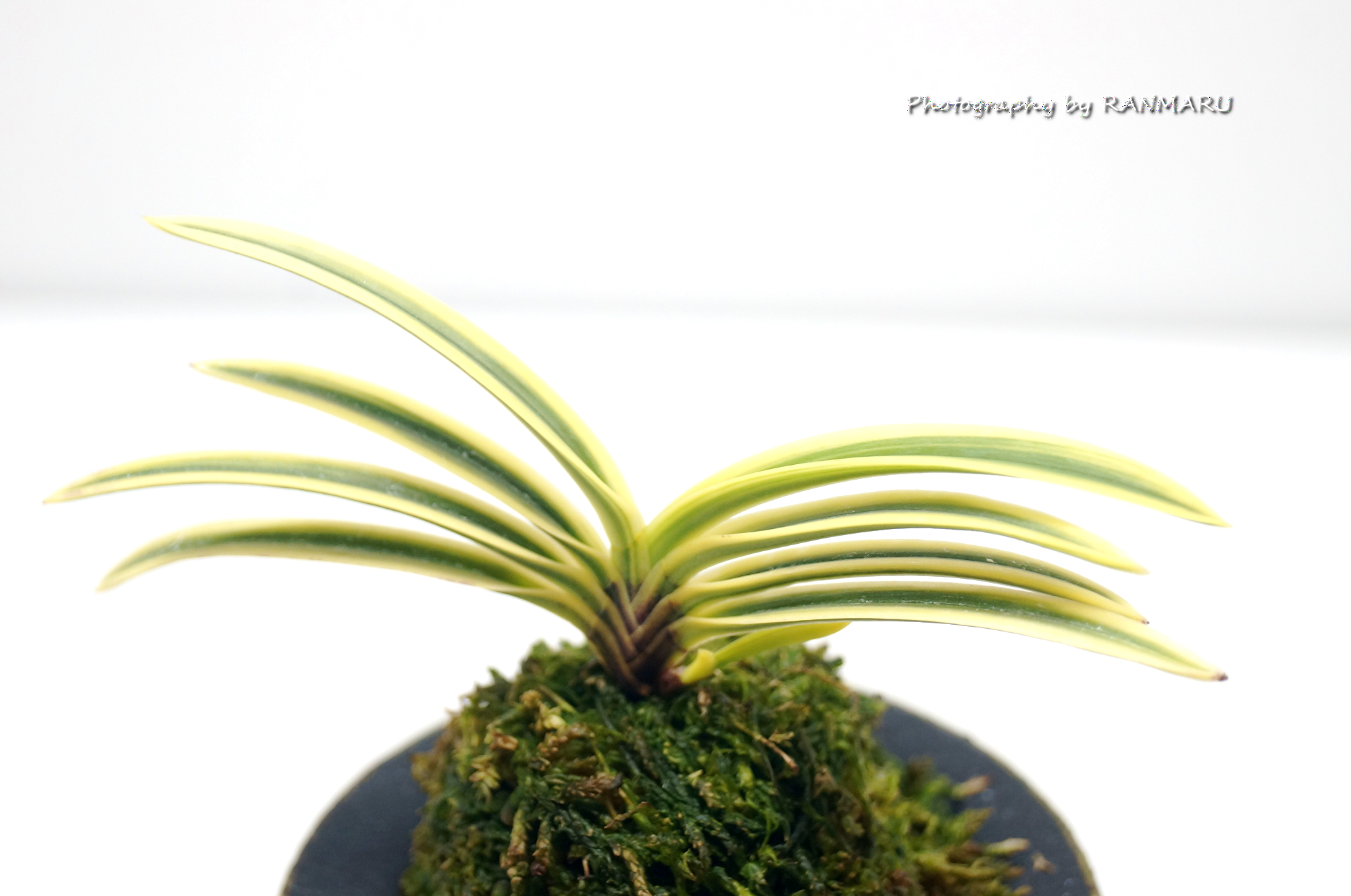 我が家の富貴蘭を紹介！ | BOTANICAL HEARTS ~植物で心に癒やしを~