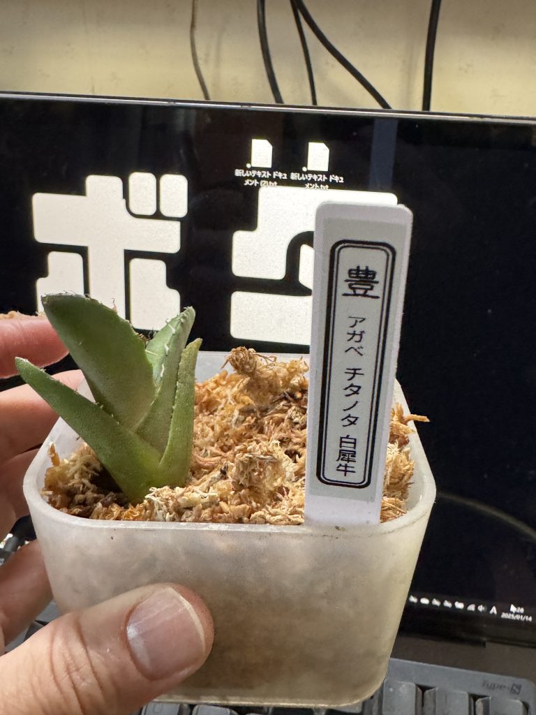 アガベ】白犀牛の室内育成！成長記録と育て方【多肉植物/観葉植物