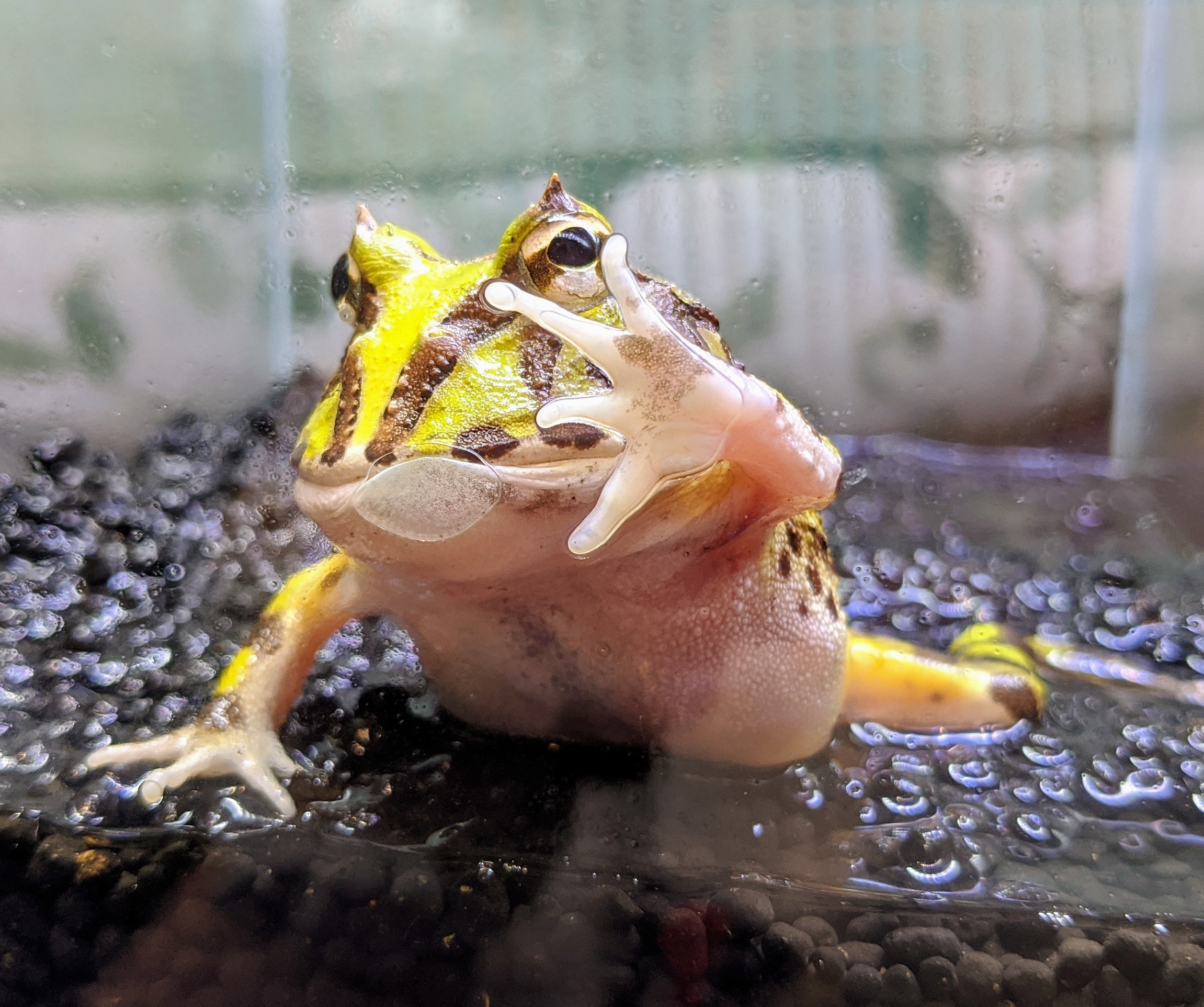 ひごペット ゆめタウン筑紫野店】ミヤコヒキガエル、アマゾン