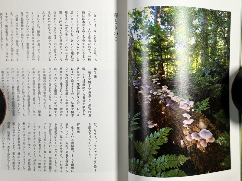 きになるきのこのきほんのほん「きのこのき」 | B級ライフログ