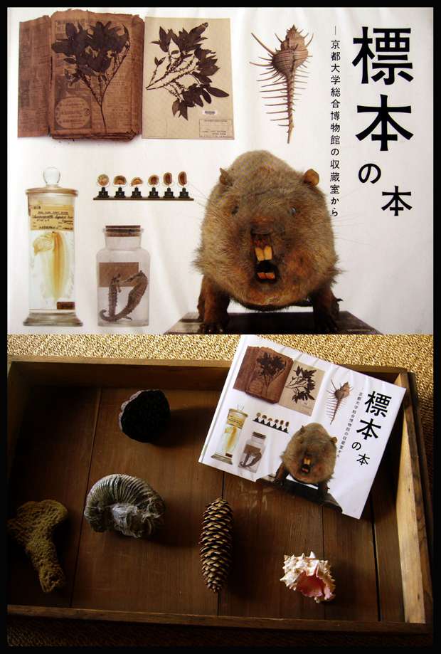 232 標本 | うちのガラクタ