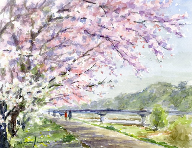 相模原CNo54水郷田名／田名の桜：F6 | … 風景画の部屋 …