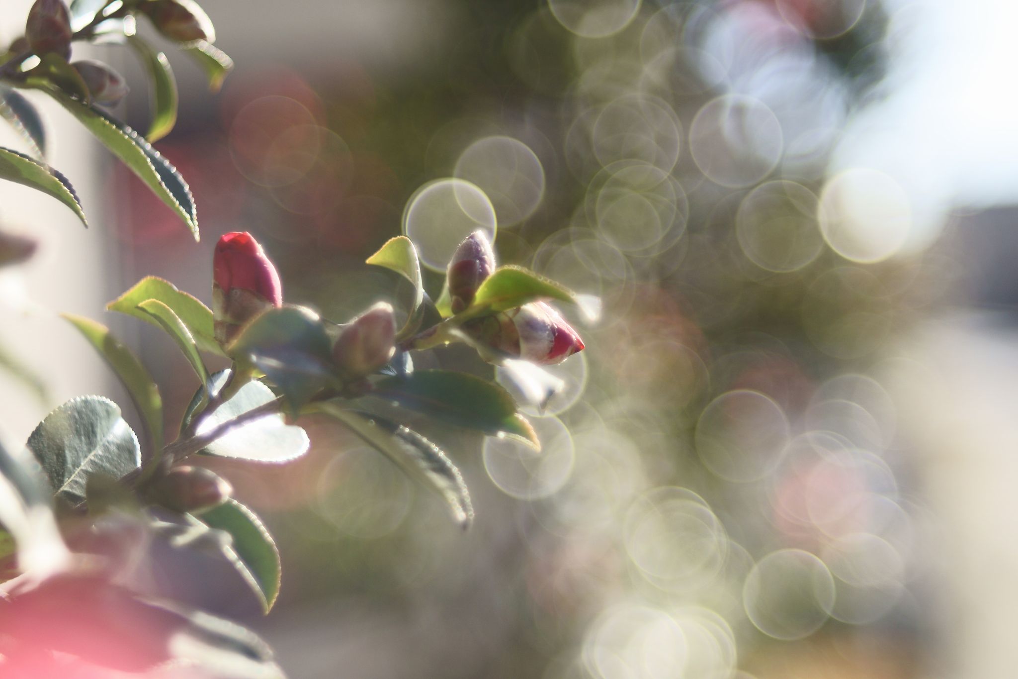 FUJINON 55mm F2.2 のバブルボケを探る – リフLOG