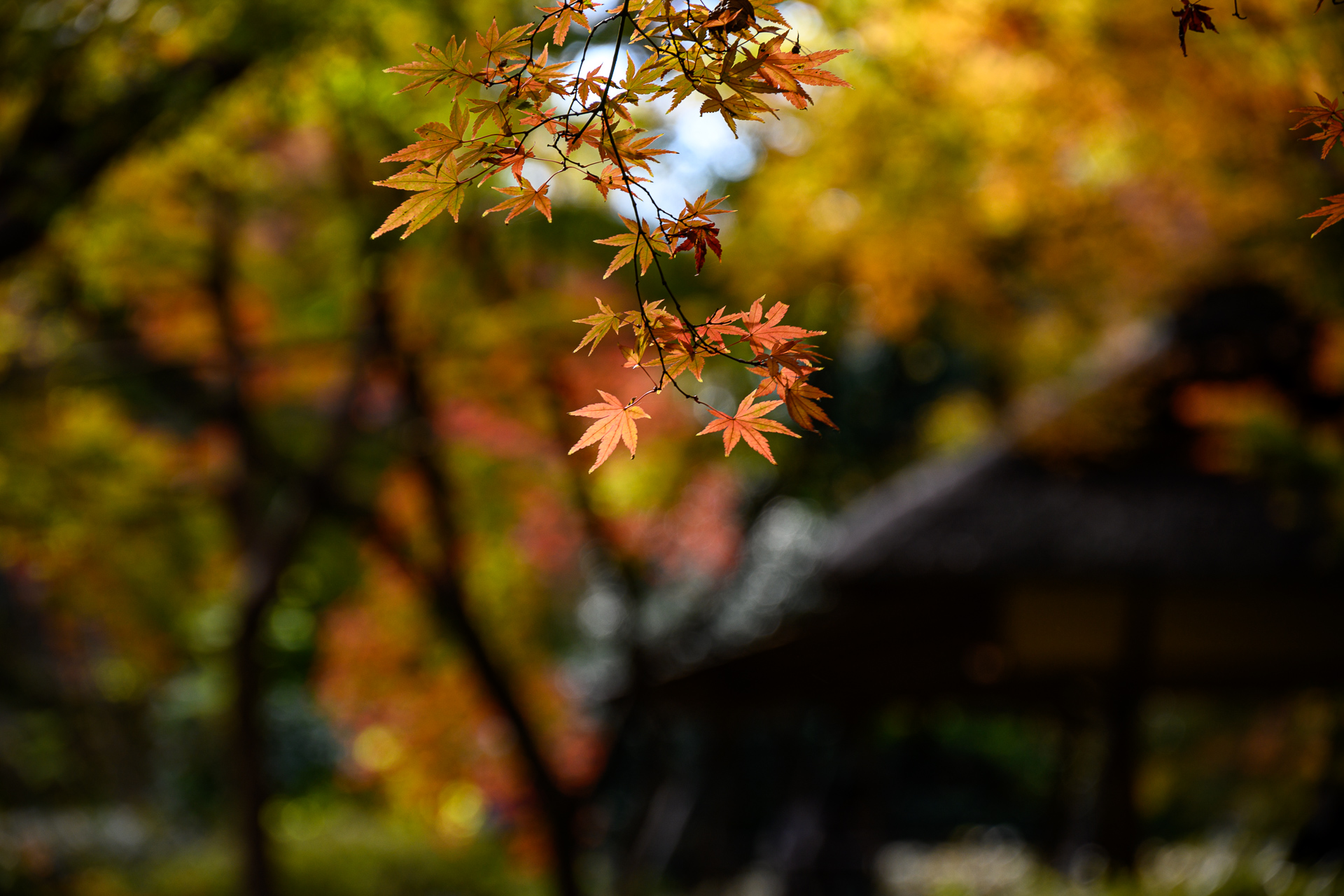 最盛期を迎えた六義園の紅葉をNikon Z 5で撮る – 酔人日月抄外伝