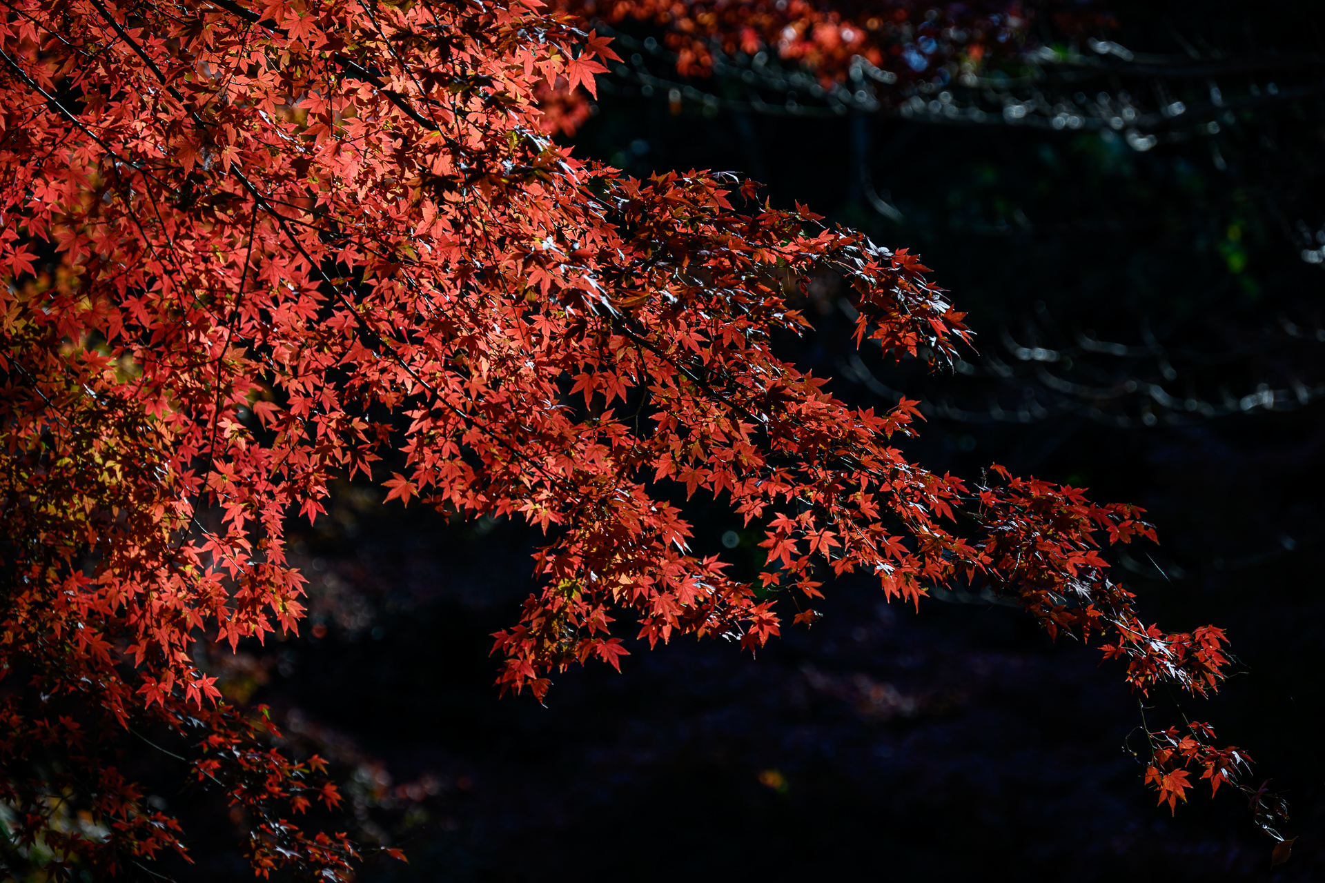 最盛期を迎えた六義園の紅葉をNikon Z 5で撮る – 酔人日月抄外伝