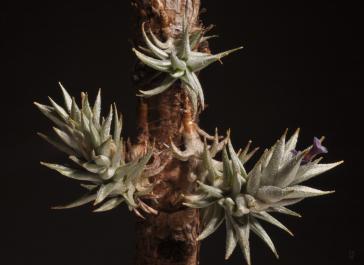 Encyclopedia of Bromeliads