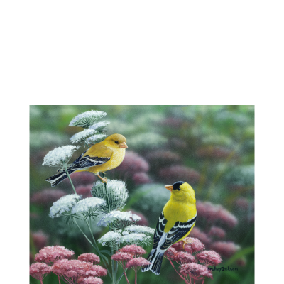 Bradley Jackson | Wildlife Artist