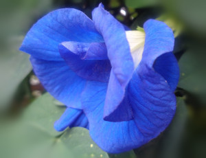 タイのチョウマメの花 アンチャン（搾り汁の話）