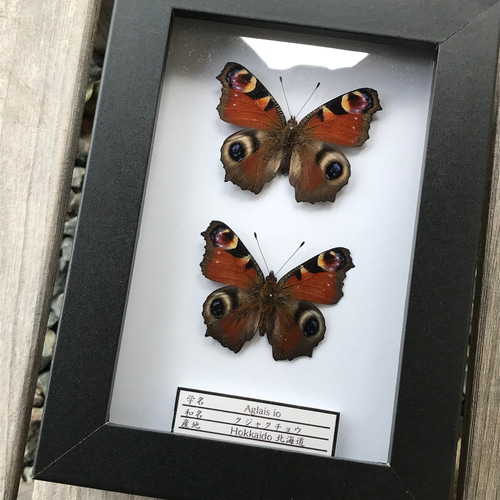 蝶標本 クジャクチョウ 立体・オブジェ HANINS 通販 14919765｜Creema