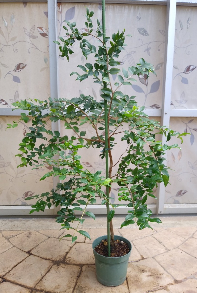 小葉系ジャボチカバ（ブラジル原産） | 西川農園