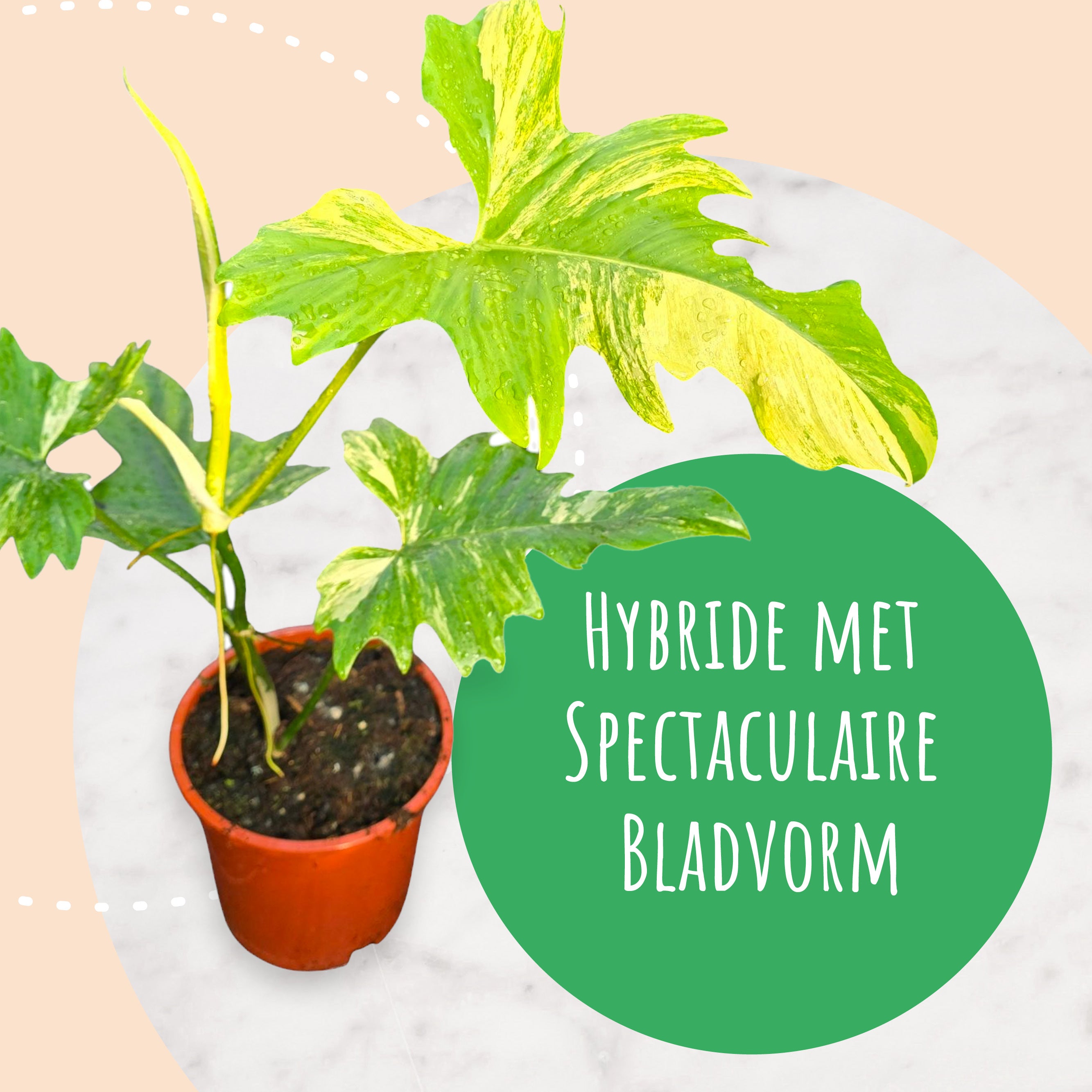 Philodendron Florida Beauty x Mayoi – Casa Botanica