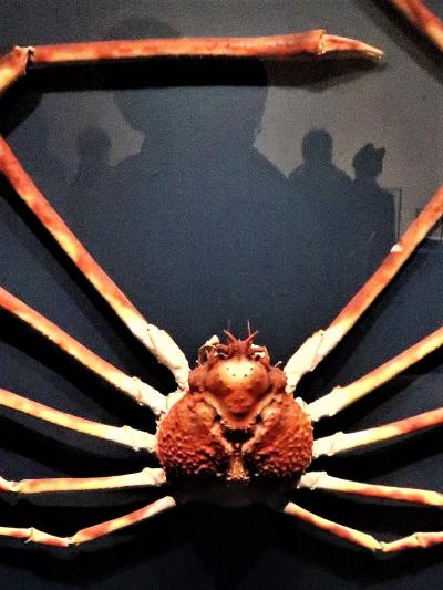 大英自然史博物館展-6 日本から渡った標本 ☆タカアシガニ