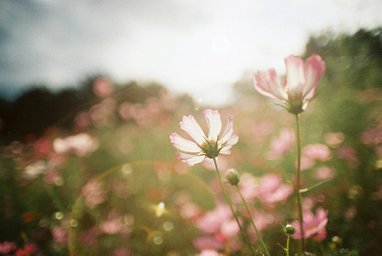 レンズ: Kino Precision Kiron 28mm F2 · Lomography