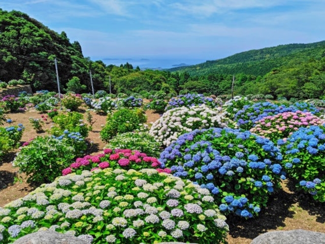 笠山観光農園あじさい園】アクセス・営業時間・料金情報 - じゃらんnet