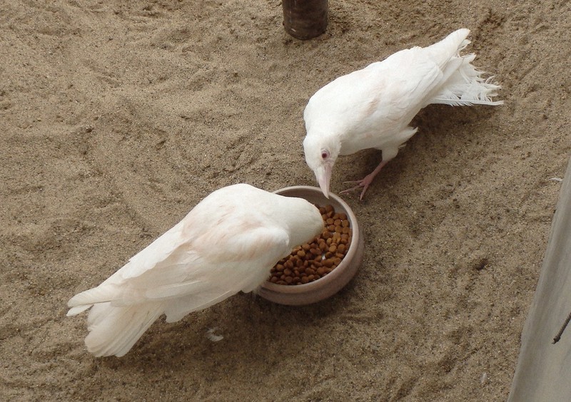 真っ白なハシボソガラス 保護29年で死ぬ 手厚い飼育で異例の長寿