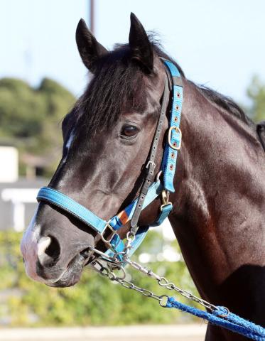 アイドルホース selection 第84回 菊花賞 ドゥレッツァ