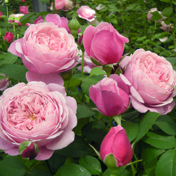 展示会用の見本苗】シャンテ・ロゼ・ミサト（2626M） – はなはなショップ