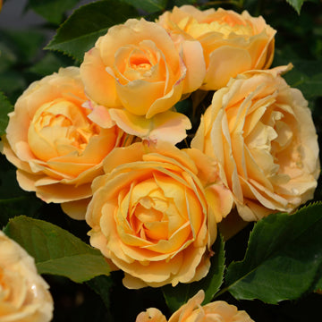 ラ・ドルチェ・ヴィータ – はなはなショップ