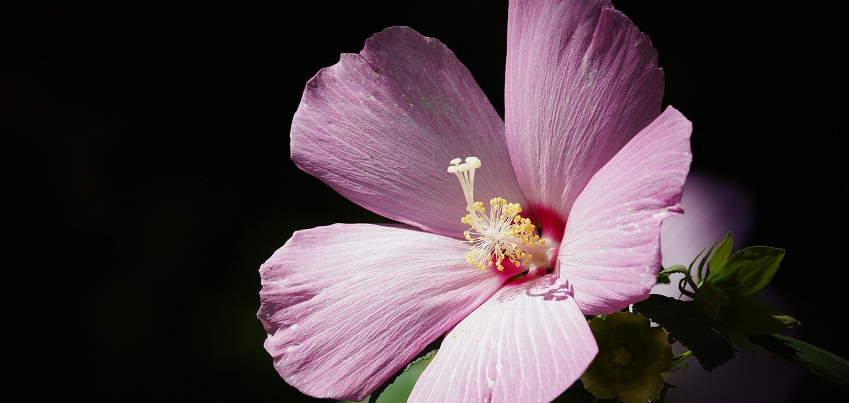 11月の誕生花 誕生日の花と花言葉の一覧 – &YOUKAEN (アンドユーカエン)