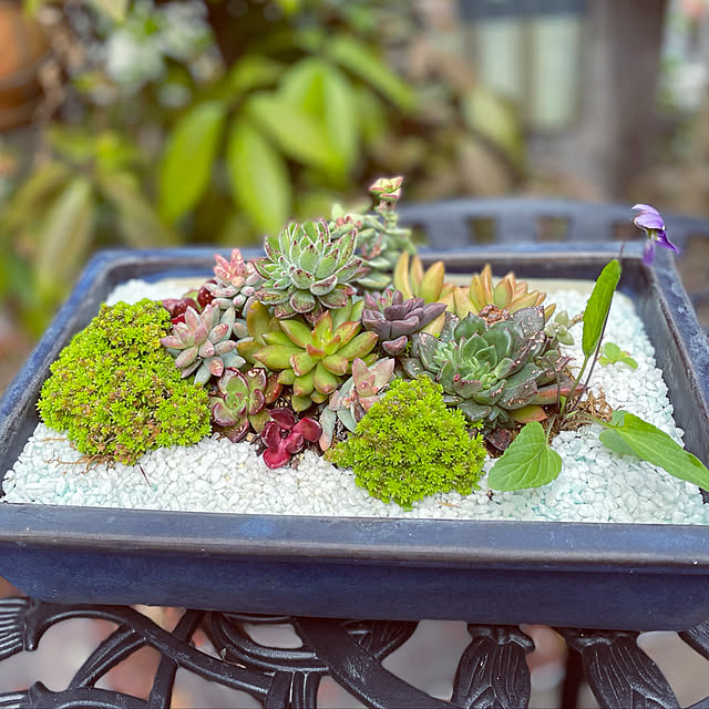盆栽鉢 多肉寄せ植えのおすすめ商品とおしゃれな実例 ｜ RoomClip