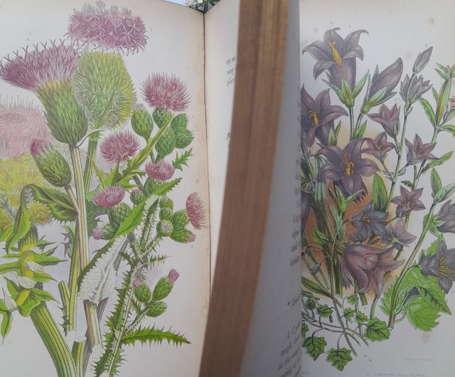 台湾 1873年 アンティー ク印刷の植物図鑑 ヴィクトリア朝の挿絵は