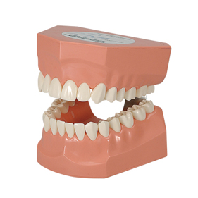 ニッシンの歯科通販（30件）｜FEEDデンタル