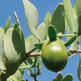 LES | シャンソン化粧品