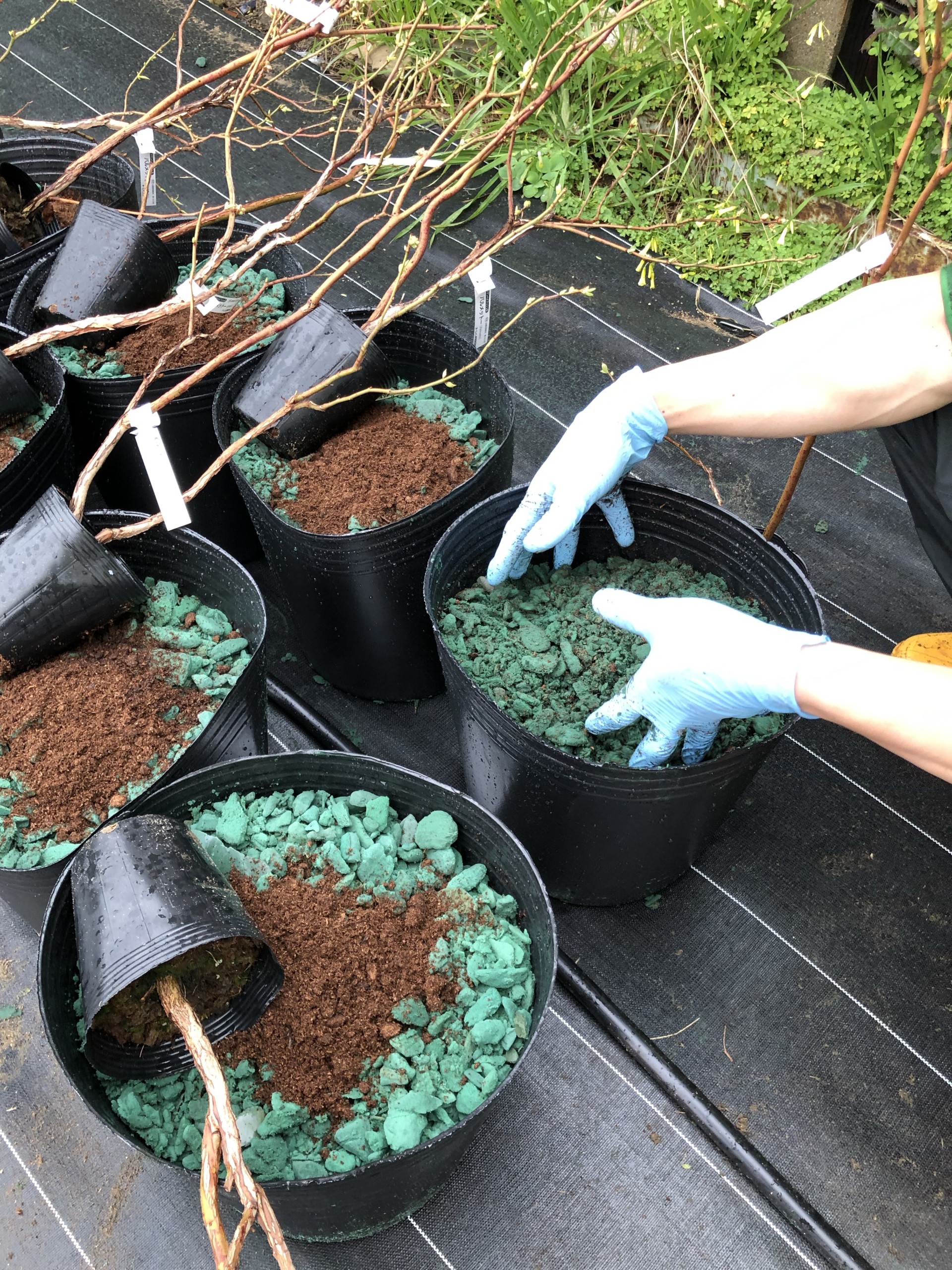 ブルーベリーの植え付け – チェリーベル観光農園ふくつ