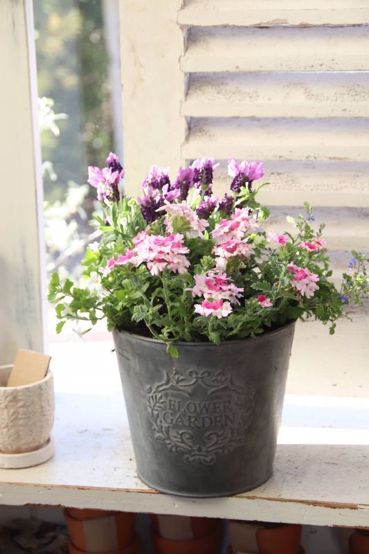 サークルブリキポットSの寄せ植え - Le Ciel（ル・シエル）