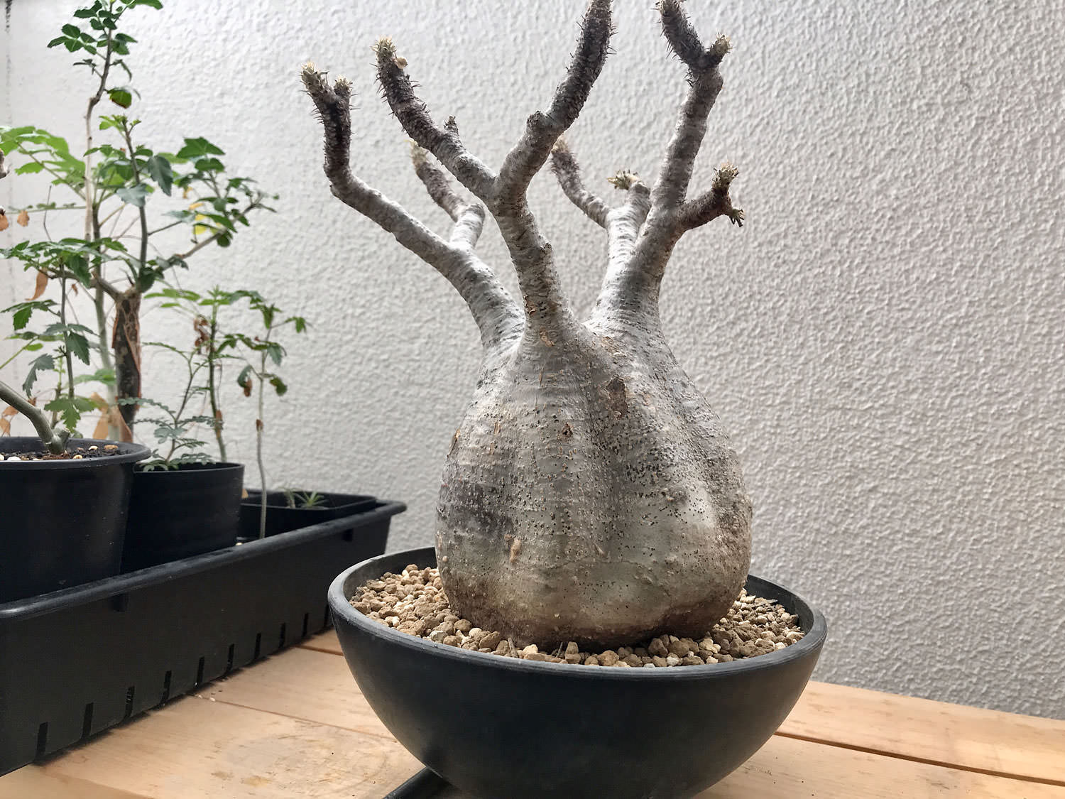 検証〜結果】ゲッソリ凹んだ現地球パキポディウム・グラキリスの復活を