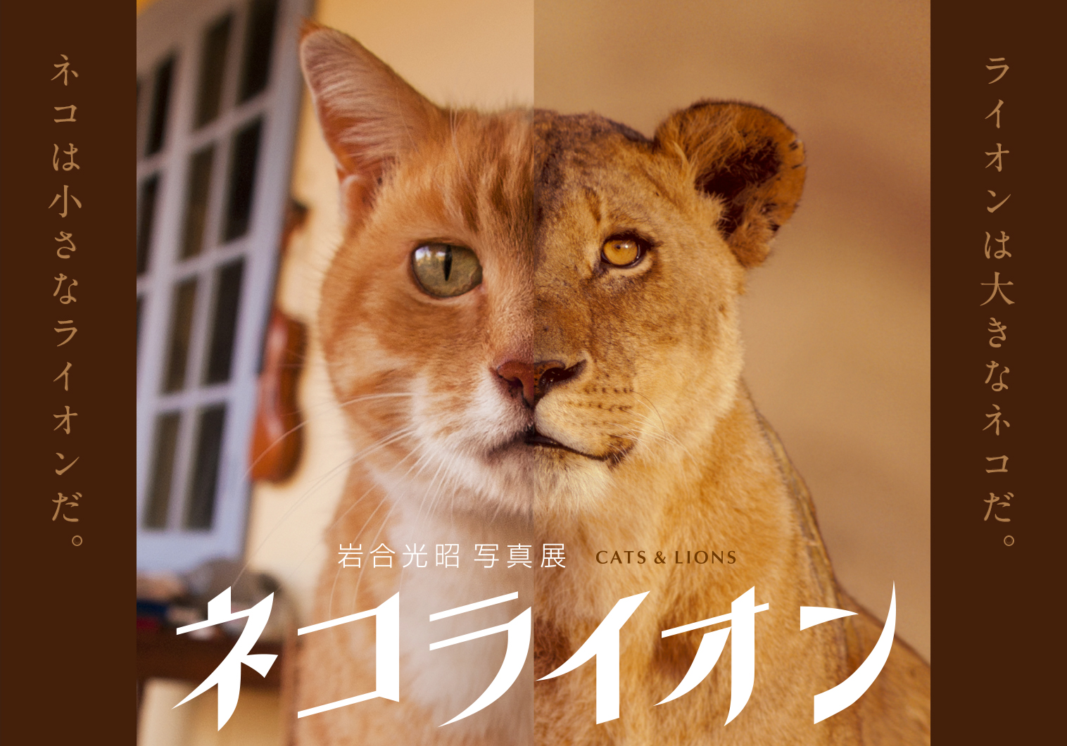 岩合光昭写真展「ネコライオン」 | 株式会社クレヴィス